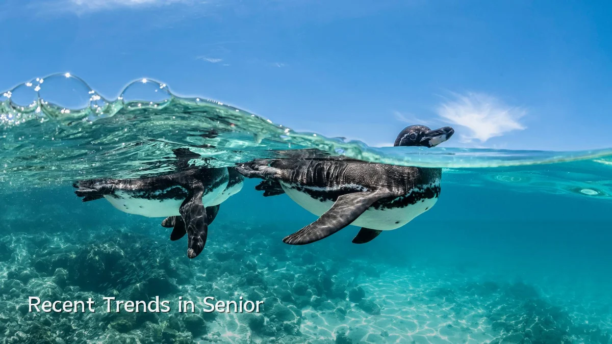 Recent Trends in Senior